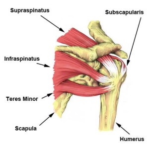 Rotator Cuff Diagram