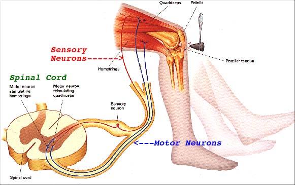 stretch-reflex-img